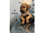 Adopt Keegan a Plott Hound, Mixed Breed