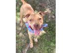 Adopt Chico a Pit Bull Terrier, Mixed Breed