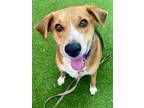 Adopt Grover a Mixed Breed