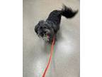 Adopt Toby a Lhasa Apso
