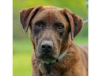 Adopt Chip a Mixed Breed