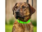 Adopt Copper a Mixed Breed