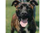 Adopt Fisher a Mixed Breed