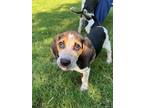 Adopt Canyon a Coonhound