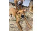 Adopt Vasco a Labrador Retriever
