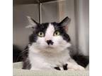 Adopt Elvis Pawsley a Domestic Short Hair