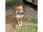 Adopt Oakley a Mixed Breed