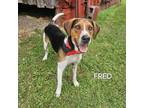 Adopt Fred a Treeing Walker Coonhound