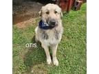 Adopt Ottis a Mixed Breed, Great Pyrenees