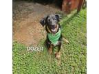 Adopt Dozer a Mixed Breed