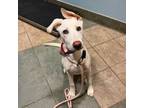 Adopt Blizzard a Mixed Breed