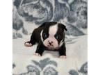 Boston Terrier Puppy for sale in Hominy, OK, USA