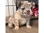 French Bulldog Puppy for sale in Olathe, KS, USA