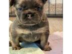 French Bulldog Puppy for sale in Olathe, KS, USA