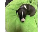 Italian Greyhound Puppy for sale in Hickory, NC, USA