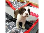 English Springer Spaniel Puppy for sale in Elroy, WI, USA
