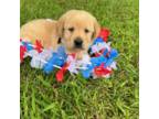 Labrador Retriever Puppy for sale in Maysville, GA, USA