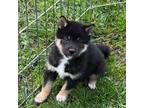 Shiba Inu Puppy for sale in Maynard, MN, USA
