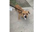 Adopt Gary a Pit Bull Terrier, Mixed Breed