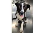 Adopt Oliver a Border Collie, Mixed Breed