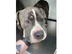 Adopt Pope a Pit Bull Terrier, Mixed Breed