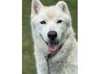 Adopt Wooley a Husky, Mixed Breed