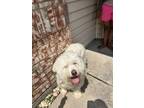 Adopt Fozzie Bear a Standard Poodle, Mixed Breed