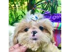 Shih Tzu Puppy for sale in Shirley, NY, USA
