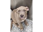 Adopt Thatcher a Pit Bull Terrier, Mixed Breed