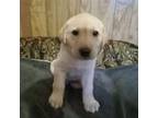 Labrador Retriever Puppy for sale in Hardin, MO, USA