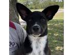 Adopt Dundee a Cattle Dog, Mixed Breed