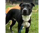 Adopt 55967491 a Mountain Cur, Mixed Breed