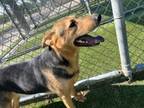 Adopt Dexter a German Shepherd Dog, Mixed Breed