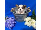 Pembroke Welsh Corgi Puppy for sale in Arlington, WA, USA
