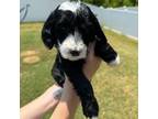 Aussiedoodle Puppy for sale in Hickory, NC, USA