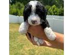 Aussiedoodle Puppy for sale in Hickory, NC, USA