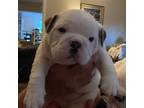 Olde English Bulldogge Puppy for sale in Greenwood, SC, USA