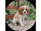 Cavalier King Charles Spaniel Puppy for sale in North Rose, NY, USA