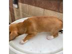 Pembroke Welsh Corgi Puppy for sale in Gardena, CA, USA