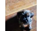 Yorkshire Terrier Puppy for sale in Perryville, MO, USA