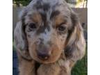 Dachshund Puppy for sale in Spring, TX, USA