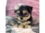 Chihuahua Puppy for sale in Smithfield, NC, USA