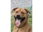 Adopt Bubba in Gloucester VA a Basenji, Pit Bull Terrier