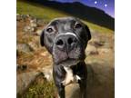 Adopt DA 45 Vladi a Labrador Retriever, Pit Bull Terrier