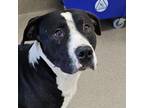 Adopt Cheese a Pit Bull Terrier