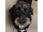 Adopt Toto a Wirehaired Terrier