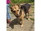 MARY V German Shepherd Dog Adult Female