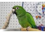 Adopt Frankie a Parakeet (Other)