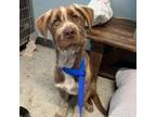Adopt Trouble a German Wirehaired Pointer, Husky