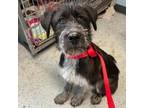 Adopt Scruffy a German Wirehaired Pointer, Husky